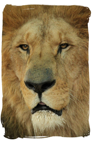 Crystals for Bravery