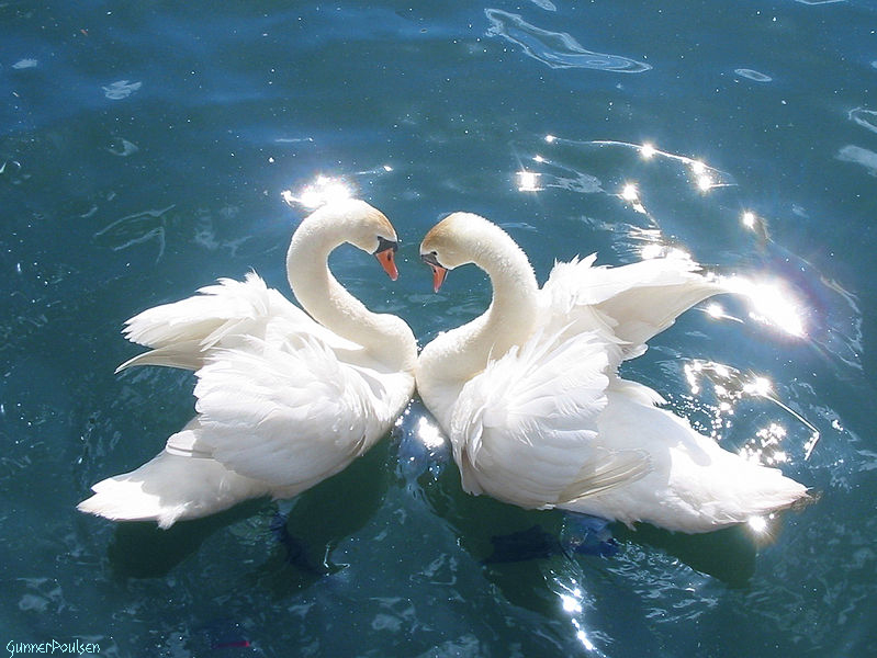 Swans on Lake