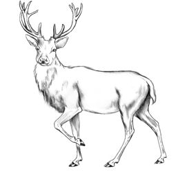 Deer