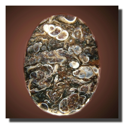 Turritella Agate