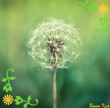 Dandelion