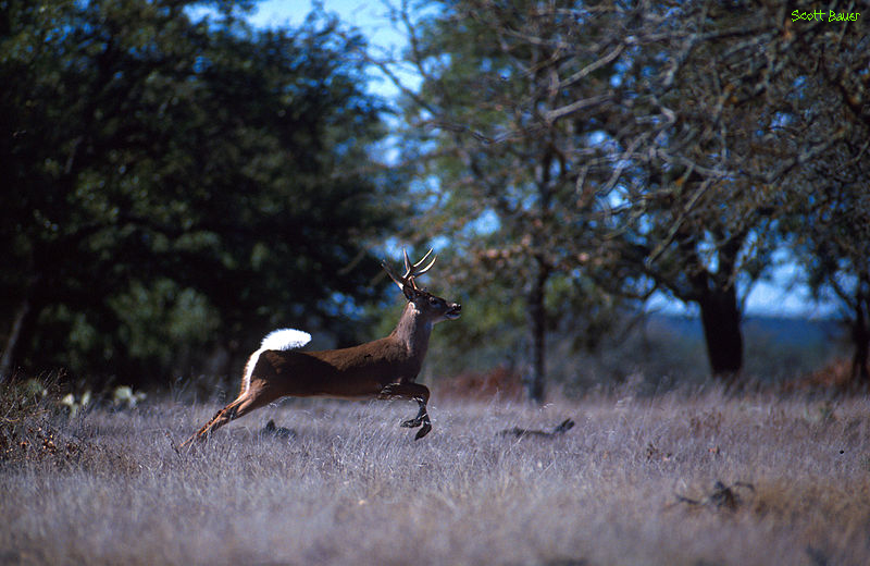 Running Deer