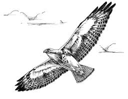 Flying Hawk