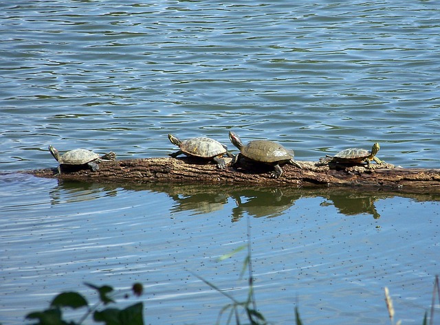 Turtles