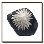 Chrysanthemum Stone