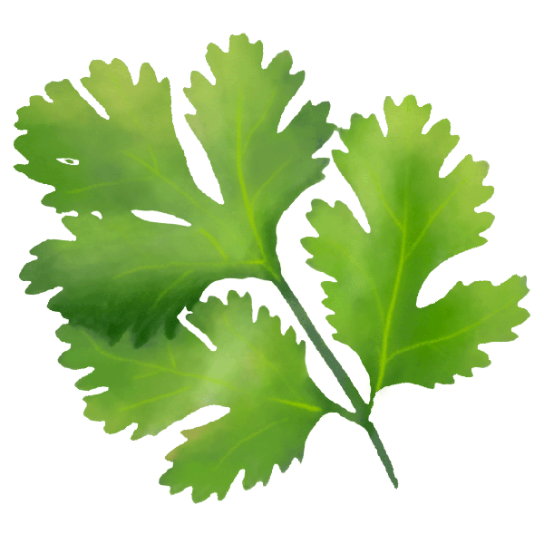 Cilantro Meaning Healing and Magical Uses Herb Encyclopedia