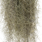 spanish moss