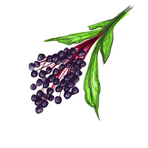 elderberry title