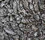 oak-tree-bark-7454454_1920