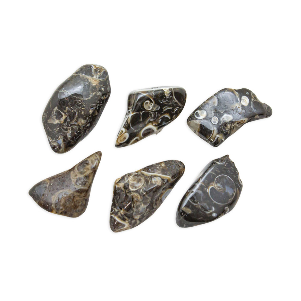 Turritella Agate Tumbled Set M Crystal Vaults