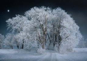 Landscape Tree Snow